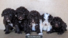 Cachorros de PERROS AGUA - mejor precio | unprecio.es