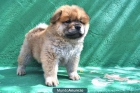 excelentes chow-chow a 1 hora de Madrid; Calidad y excelente genetica - mejor precio | unprecio.es