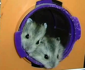 hamsters rusos y sirios en adopcion