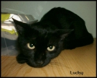 Lucky, precioso gato negro abandonado busca la suerte de tener un hogar - mejor precio | unprecio.es