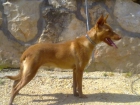 podenco andaluz - mejor precio | unprecio.es