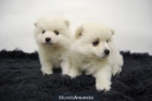 Pomerania Cachorritos para entregar - mejor precio | unprecio.es