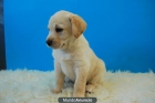 Raza Labrador color dorado y negro Cachorritos - mejor precio | unprecio.es