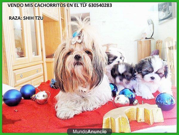 VENDO MIS CACHORRITOS SHIH TZU POR 250 € 630 54 02 83