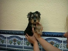 YORKSHIRE HEMBRA. CACHORRITA PRECIOSA - mejor precio | unprecio.es