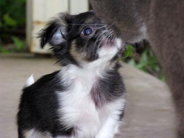 Atractivo -Cachorros De Chihuahua