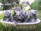 British gatos de pelo corto - mejor precio | unprecio.es