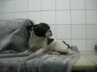 BULLDOG FRANCES EN BARCELONA CENTRO 299 - mejor precio | unprecio.es