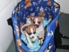 Cachorros de Chihuahua con pedigree en Valencia - mejor precio | unprecio.es