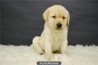 CACHORROS DE GOLDEN EN MADRID, ABRIMOS EL FIN DE SEMANA - mejor precio | unprecio.es