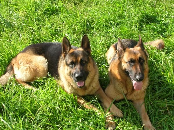Cachorros de Pastor aleman con pedigree de la RSCE