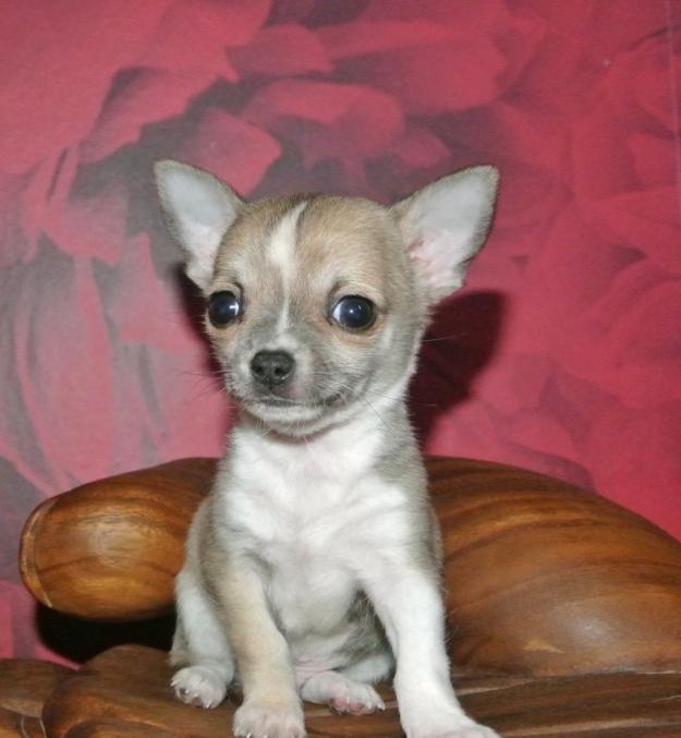 chihuahua chacoros