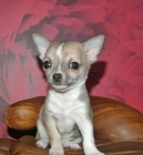 chihuahua chacoros - mejor precio | unprecio.es