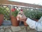Chihuahua hembrita tricolor con mascarita gran calidad - mejor precio | unprecio.es