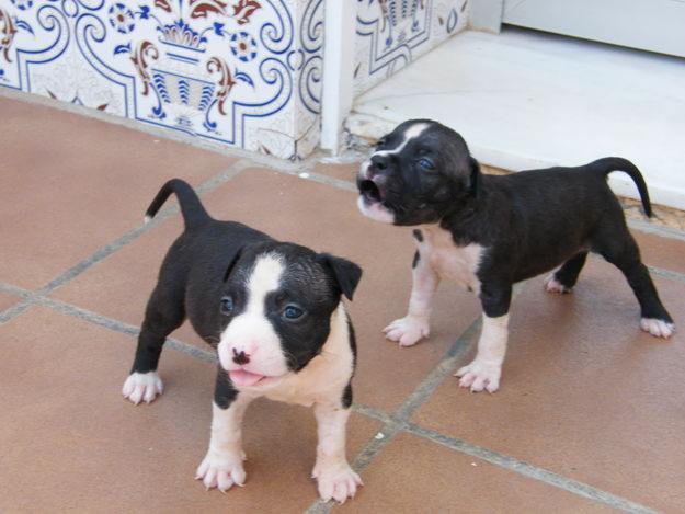 dos ultimos cachorros negros con blanco con excelente pedigree