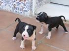 dos ultimos cachorros negros con blanco con excelente pedigree - mejor precio | unprecio.es