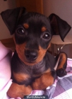 MINI PINSCHER - mejor precio | unprecio.es