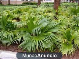 Plantas de Palmera Livistonia