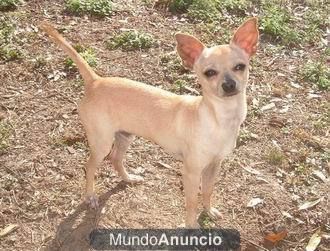 PRECIOSO CACHORRITO DE CHIHUAHUA POR SOLO 250E