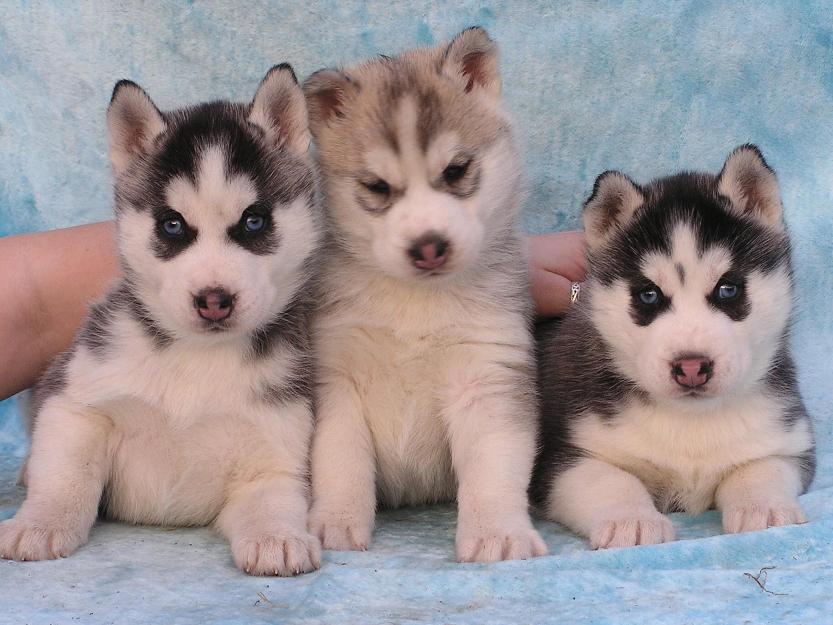 Preciosos cachorros de Siberian Husky