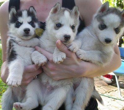 saberian cachorros husky (12,5 semanas de edad) para la oferta