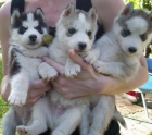 saberian cachorros husky (12,5 semanas de edad) para la oferta - mejor precio | unprecio.es