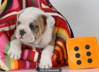 Tu bulldog ingles no te lo pierdas mas - mejor precio | unprecio.es