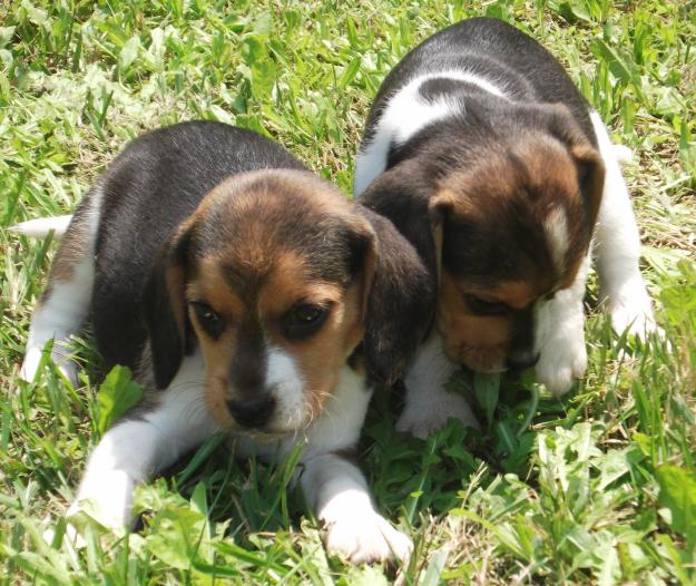 Excelentes cachorros de beagle