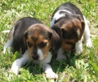 Excelentes cachorros de beagle - mejor precio | unprecio.es