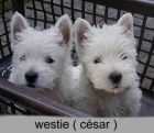 Hermosos cachorros westie - mejor precio | unprecio.es