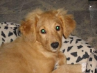 Kika, preciosa cachorrita cruce de golden encontrada en la carretera - Arca - mejor precio | unprecio.es