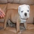 Magnifica camada de Bulldog ingles - mejor precio | unprecio.es