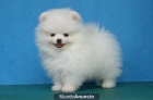 maravilloso cachorros pomerania disponible para venta - mejor precio | unprecio.es