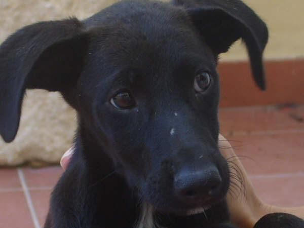 MORY - Cachorrita Negra - BUSCA FAMILIA ADOPTANTE