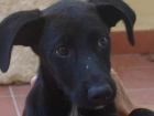 MORY - Cachorrita Negra - BUSCA FAMILIA ADOPTANTE - mejor precio | unprecio.es