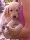 Preciosos cachorritos de Golden Retiever 290€ - mejor precio | unprecio.es