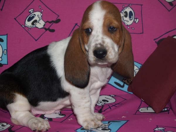 Proxima camada de Basset Hound 75e