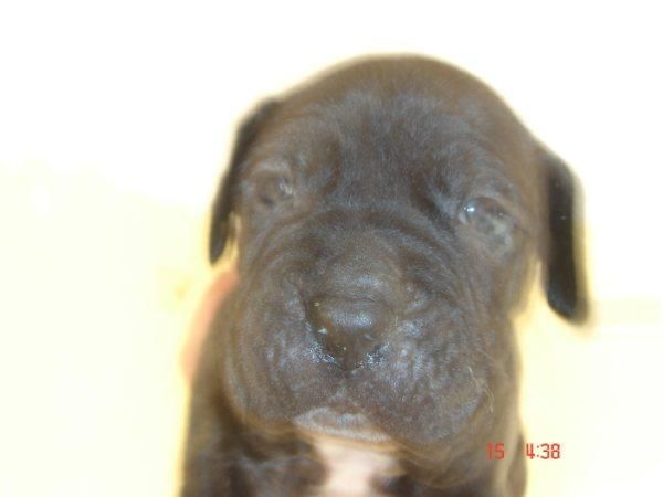 vendo cachorros BANDOG