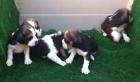 Beagles, preciosa camada tricolor con pedigri - mejor precio | unprecio.es