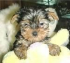 Beautiful Chocolate Yorkshire Terriers 95 - mejor precio | unprecio.es