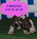 Bullterrier, increíbles cachorros de Pura raza  Santander - Cantabria - mejor precio | unprecio.es