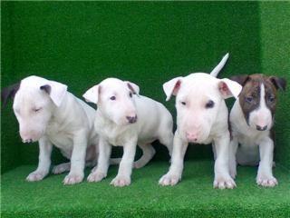 CACHORRO BULL TERRIER