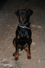 cachorro doberman - mejor precio | unprecio.es