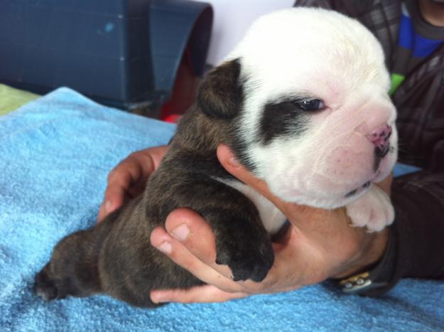 cachorros bulldog ingles
