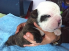 cachorros bulldog ingles - mejor precio | unprecio.es