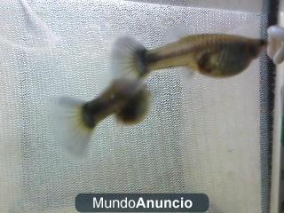 Hembras de guppy