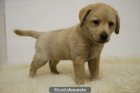 Labradores Excelente Linea Cachorros Disponibles - mejor precio | unprecio.es