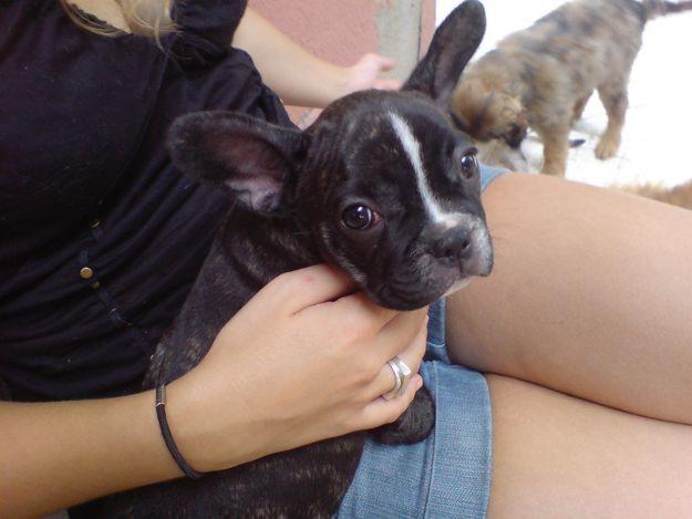 OFERTA BULLDOG FRANCES 2MESES Y MEDIO- 350euros