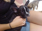 OFERTA BULLDOG FRANCES 2MESES Y MEDIO- 350euros - mejor precio | unprecio.es