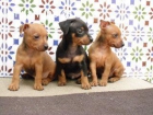 PINCHER(GRAN-CAMADA)PUREZA-CANINA - mejor precio | unprecio.es